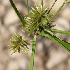Cyperus lupulinus