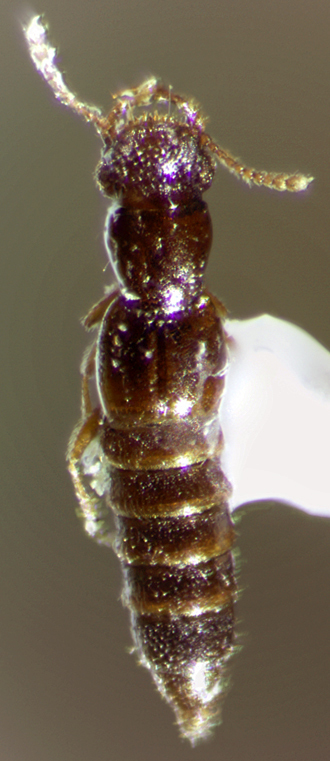 Euaesthetinae