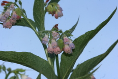 Symphytum officinale