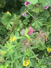 Trifolium rubens