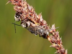 Lipotriches submoerens