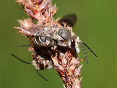 Lipotriches submoerens