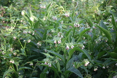 Symphytum officinale
