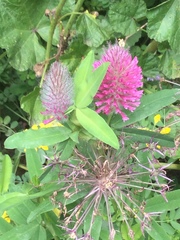 Trifolium rubens