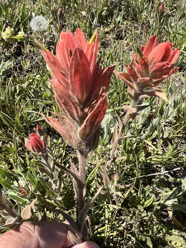 Image of Castilleja elmeri by no rights reserved