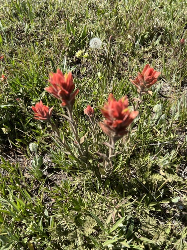 Image of Castilleja elmeri by no rights reserved