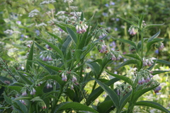 Symphytum officinale