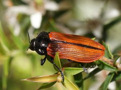 Castiarina rufipennis