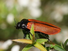 Castiarina rufipennis