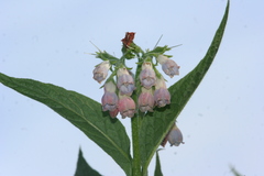 Symphytum officinale