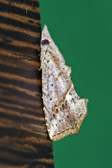 Plusiodonta