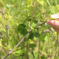 Papilio polyxenes