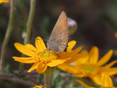 Callophrys muiri