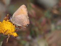 Callophrys muiri