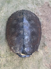 African Keeled Mud Turtle photo 3