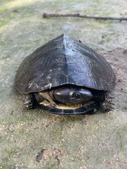 African Keeled Mud Turtle photo 2