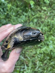 African Keeled Mud Turtle photo 1