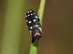 Diphucrania duodecimmaculata