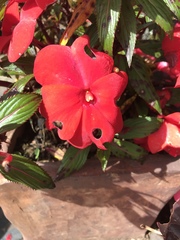 Impatiens hawkeri
