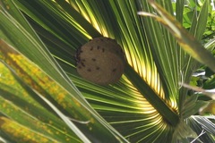 Polybia occidentalis