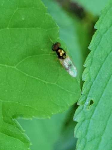 Black-horned Gem Fly photo 6