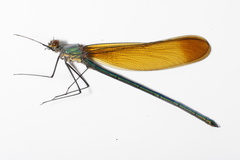 Calopteryx amata