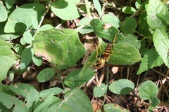 Polistes instabilis