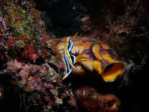 Chromodoris strigata
