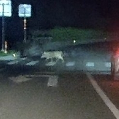 Wild Boar