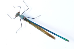 Calopteryx amata