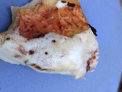 Buglossoporus quercinus