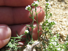 Cryptantha utahensis