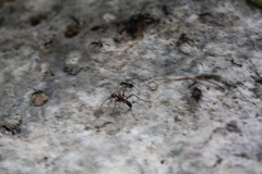 Eciton burchellii parvispinum