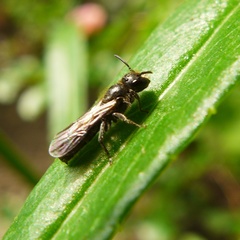 Foveosmia