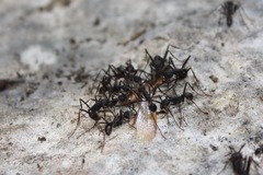 Eciton burchellii parvispinum