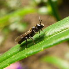 Foveosmia