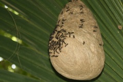 Polybia occidentalis