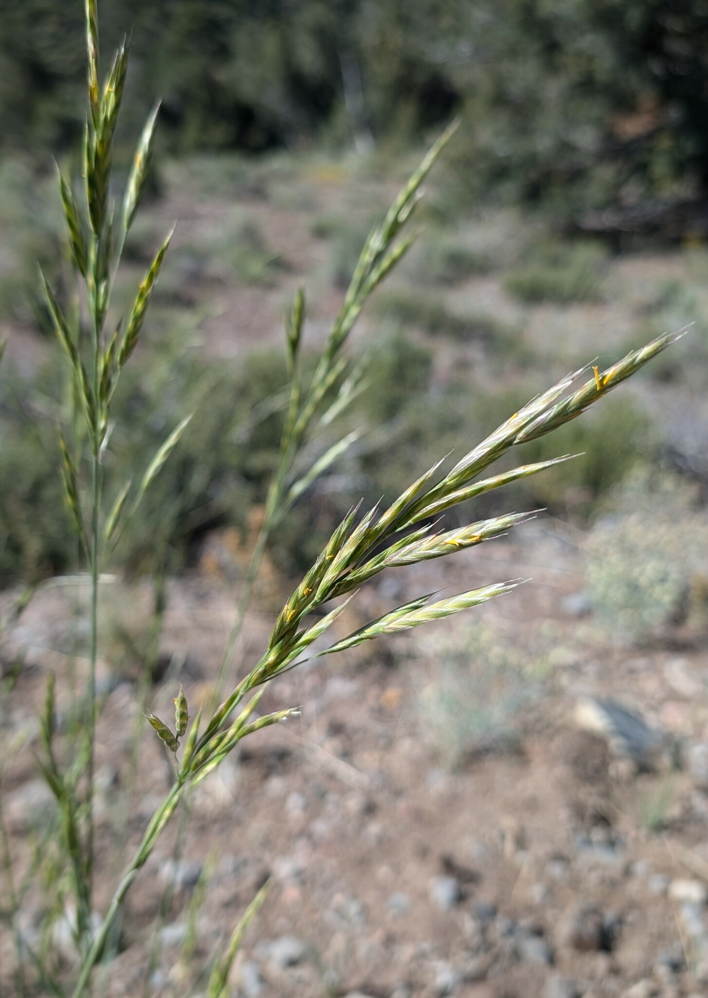 Bromus carinatus