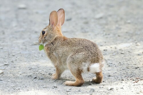 Eastern Cottontail photographed in Virginia