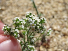 Cryptantha utahensis