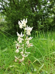 Orchis provincialis