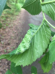 Eriosoma ulmi