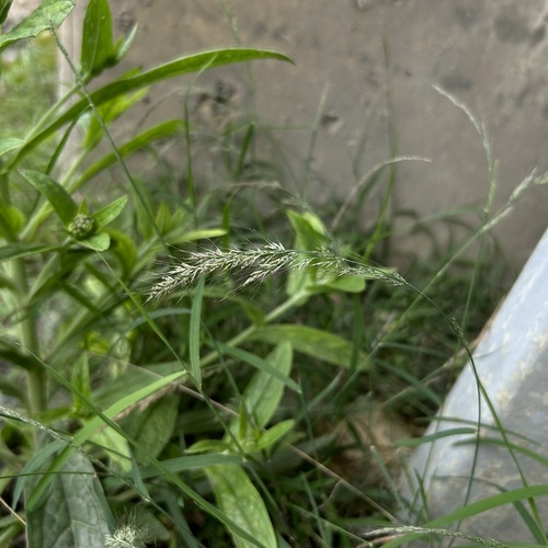 Muhlenbergia huegelii iNat (3)