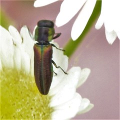 Agrilaxia flavimana