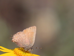 Callophrys muiri