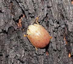 Paropsis atomaria