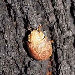 Paropsis atomaria