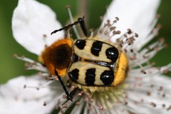 Trichius gallicus