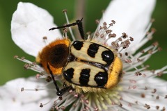 Trichius gallicus