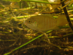 Paradise Fish photo 2